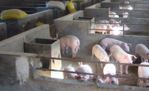 “江西病死豬銷往7省市”續(xù)：16名官員玩忽職守被立案