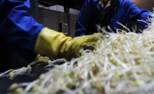 三部委稱無(wú)根豆芽安全性“尚無(wú)結(jié)論”，內(nèi)蒙古芽農(nóng)卻獲刑4年