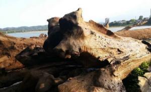 廣東男子江中撈出44根烏木被扣續(xù)：當(dāng)?shù)卣畬ⅹ?jiǎng)勵(lì)5千元