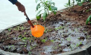上海老夫妻小區(qū)里開田種菜，物業(yè)噴農(nóng)藥清除遭索賠 