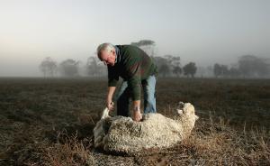 中国富豪2.16亿买下澳大利亚两大牧场，面积70万公顷