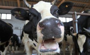 愛吃澳洲牛肉的人有福了，中國(guó)與澳大利亞達(dá)成活牛進(jìn)口協(xié)議