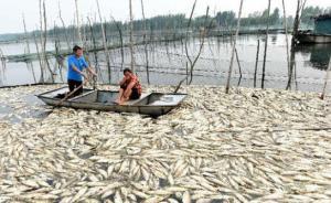 安徽跨界水体污染事件启动问责：上游宿州承诺补助1600万