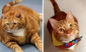 一只“喵星人”的减肥日记，最励志瘦身男神就是它了