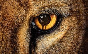 如果动物开始捕杀人类，像人类捕杀动物那样