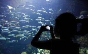 暑期“夜宿水族馆”票价高昂仍受追捧，部分场馆预订排到年末