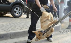 四川清江镇“杀狗令”被指太残忍，官方回应：为群众安全着想