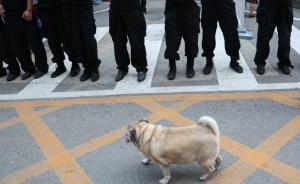 “杀狗令”被指简单粗暴，四川清江镇：欢迎爱心人士收养