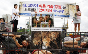 韓國四招化解“狗肉風波”：干擾他人吃狗或遭法律處罰