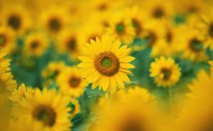 廢除嫖宿幼女罪后，刑法如何保護(hù)幼女的性權(quán)利？