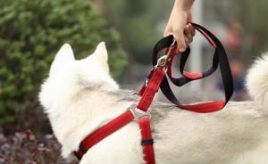 四川凉山会东县：栓狗链不得超1米，狗未栓上街一律捕杀