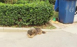 济南现“最凶残”禁狗令：有证无证犬全都要“入户当场砸死”