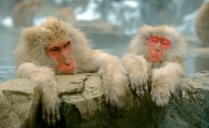 日媒稱(chēng)中國(guó)年輕人國(guó)內(nèi)攢錢(qián)國(guó)外花，4個(gè)訪(fǎng)日游客中1個(gè)中國(guó)人