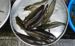 “江邊城外”所用鯰魚是垃圾魚？專家稱看著臟但極少檢測超標(biāo)