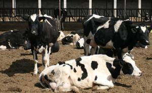 兰州一奶牛场在建围墙坍塌已致5死5伤