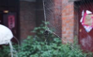 安徽农民与精神病女子同居13年被控强奸，已育有两子两女