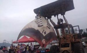 浙江溫州漁民捕獲魔鬼魚：重幾百斤，動用推土機推上岸