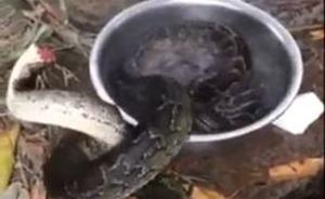 視頻曝國家一級保護動物緬甸蟒被砍頭水燙，嫌疑人在逃