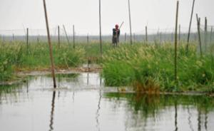 洞庭湖区到处在养猪：打口井几十米都是猪尿，米发黑一捏就碎