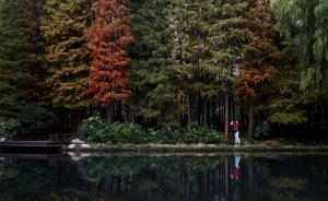 上海城市森林發(fā)“生態(tài)紅利”，居民年享八項(xiàng)服務(wù)價值近千元