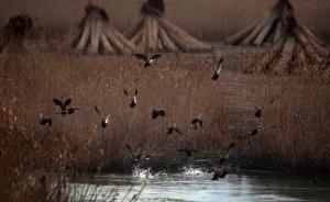 長江中游70%濕地消失，專家建議將保護(hù)工作納入政績考核