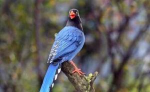 俠客島：“習(xí)馬會(huì)”在即，兩位先生的見(jiàn)面禮呢？