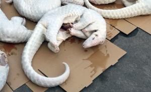 数千穿山甲成“野味”暴露血色产业链，食客认为能吃到有面子