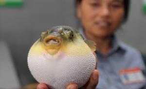河豚新“禁食令”引争议：销量和售价大跌，从业者盼有限解禁