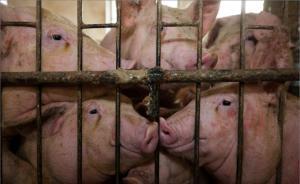 遼寧一肉聯(lián)廠申報停產(chǎn)后收購病死豬銷往各地，廠長獲刑6年