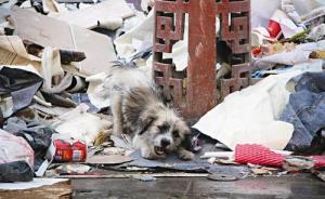 云南一镇政府发布杀狗令：阻碍干扰捕杀者，要追究刑事责任