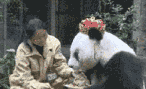 你的記憶里有這只叫盼盼的熊貓嗎？它今天35歲了