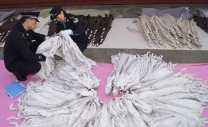 上海海關(guān)查獲8萬余張貂皮，走私團(tuán)伙配老舊手機(jī)單線聯(lián)系