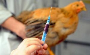 廣東一周出現(xiàn)兩例H5N6流感病例，深圳患者已于去年底病亡