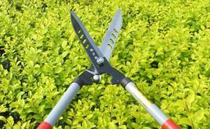 3人修剪樹枝30人“圍觀”，浙江諸暨園林局稱“缺一不可”