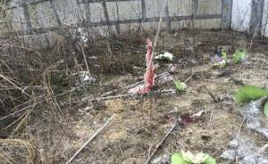 衡阳通报连环杀人案动机：起色心后又起杀心，嫌犯曾学武4年