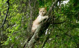 上海小伙跨省跨市只為營救被困小貓，最遠一次乘飛機去了西藏
