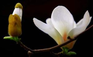 閔行文化公園打造“上海第一春景”，玉蘭品種全國最多