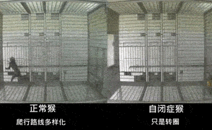 轉(zhuǎn)基因猴成攻克自閉癥利劍，首個(gè)非人靈長(zhǎng)類自閉癥模型建立