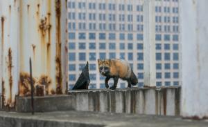 直击|杭州一居民楼惊现狐狸：太狡猾，用美食诱捕两次才抓住