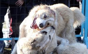 几张斗狗图片让世界震惊，这是地球上最残忍血腥的比赛