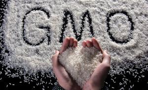 中國官方推轉基因產業(yè)化無進展：在民意和國際競爭壓力間徘徊