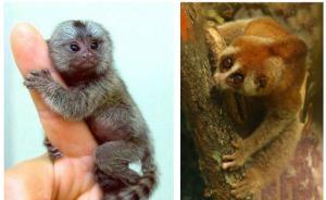 墨猴：编织的传说还是消失的生物？ 