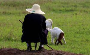 陜西“萬只羊場”僅數(shù)百只羊，縣畜牧局長：羊在動(dòng)，誰能數(shù)清