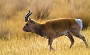 青海湖又有7只普氏原羚死于草场围栏：太高跳不过被刺丝挂住