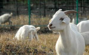 檢察日報(bào)刊文評“陜西萬只羊場僅數(shù)百只”：三大疑問亟待查清