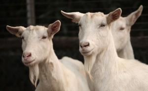 檢察日報刊文：靖邊縣畜牧局長“數(shù)不清”羊，三個疑點須調(diào)查