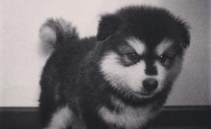 《后會無期》的票房會逐漸趕上《小時代》？