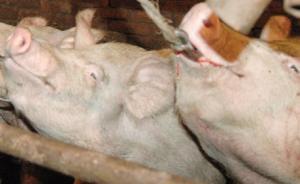 公安部：去年偵破食品類案件1.5萬(wàn)，病死豬注水肉案件多發(fā)