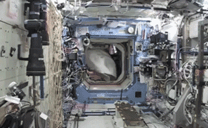 斯科特·凯利空间站的一年：不会恶搞的摄影师不是好宇航员