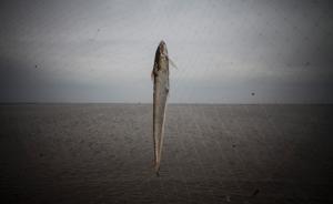 野生長江刀魚開捕：有望納入國家保護，今年或是“最后一捕”